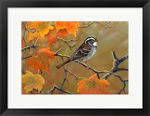 Framed Whitethroated Sparrow Print