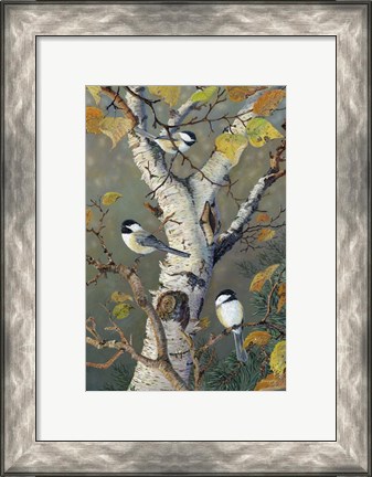 Framed Chickadees In Birch Print