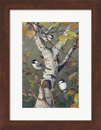 Framed Chickadees In Birch Print