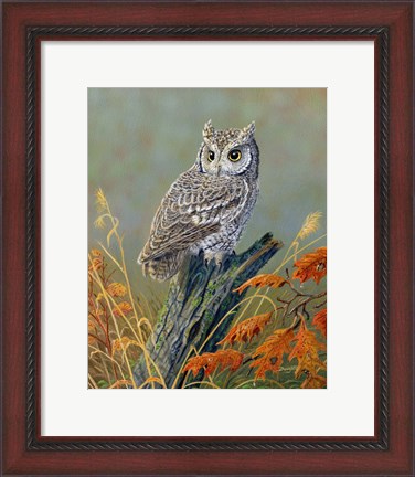 Framed Bright Eyes Screech Owl Print