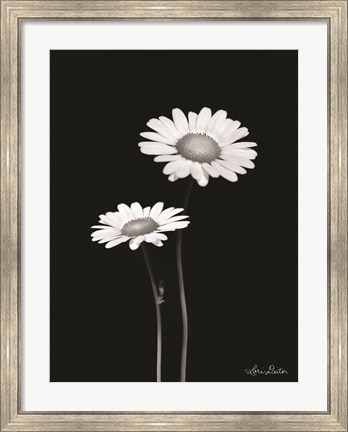 Framed Pair of Daisies Print