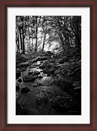 Framed Lush Creek in Forest BW Print
