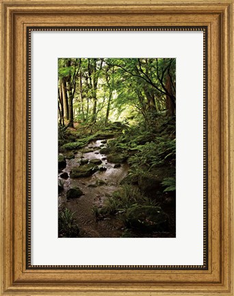 Framed Lush Creek in Forest Print