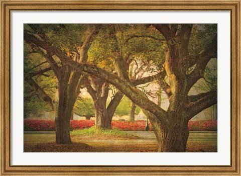 Framed Three Oaks and Azaleas Print