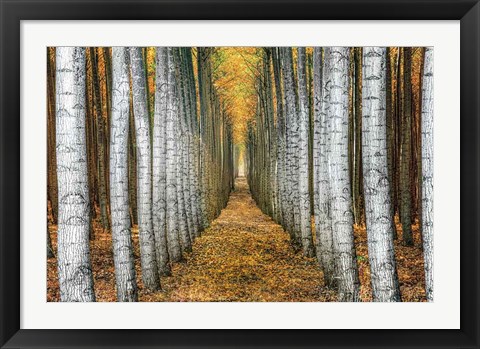 Framed Tree Farm Print