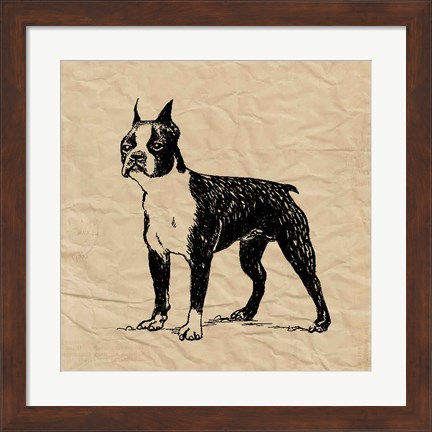 Framed Boston Terrier Print