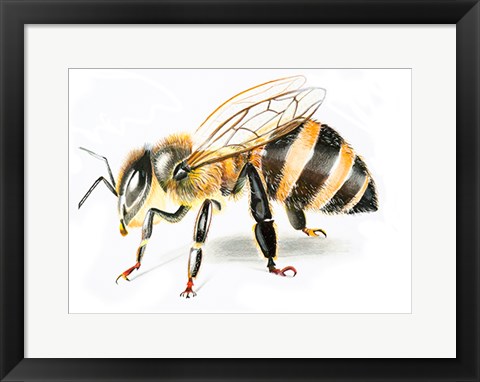 Framed Bee II Print