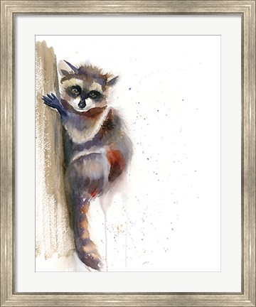 Framed Raccoon II Print