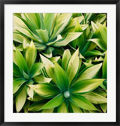 Framed Succulent V Print