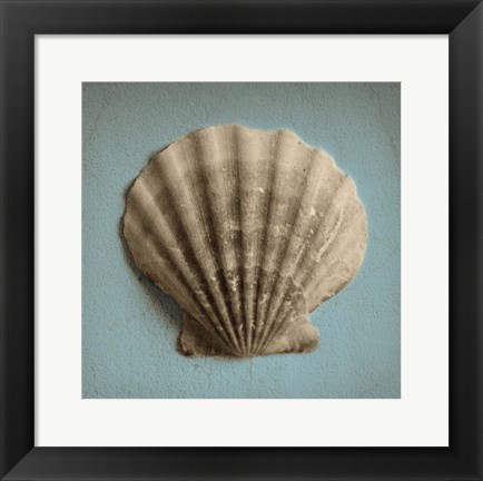 Framed Seashell Study II Print