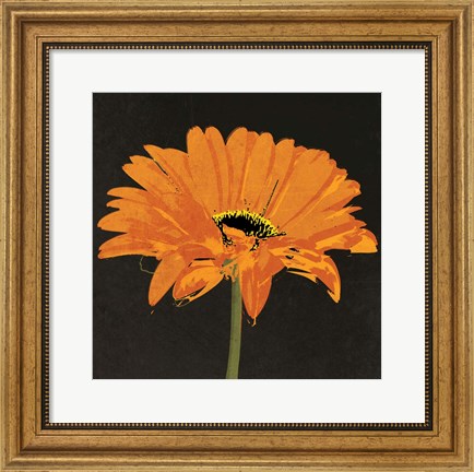 Framed Midnight Gerbera II Print