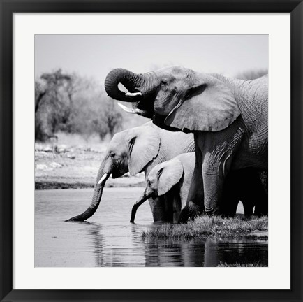 Framed Namibia Elephants Print
