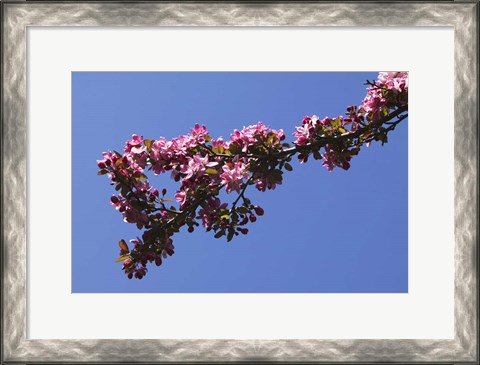 Framed Flowering Tree Branch, Blue Sky, North Carolina Print