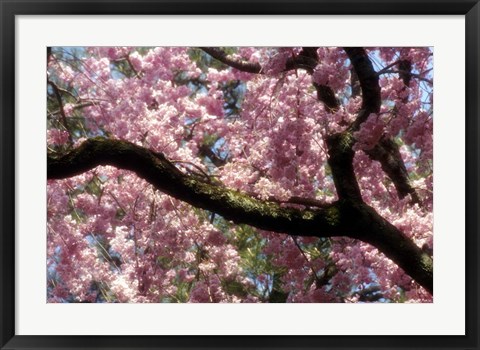 Framed Cherry Blossom Tree In Bloom In Springtime, Tokyo, Japan Print