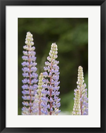 Framed Lupine, Vancouver Island, Canada Print