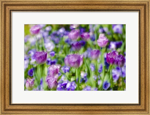 Framed Tulips At Claude Monet House And Gardens, Giverny, France Print