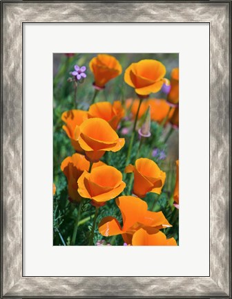 Framed California Poppies, Antelope Valley, California Print