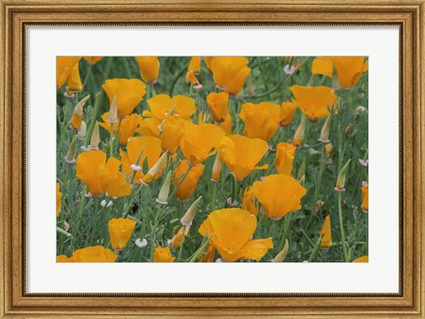Framed California Poppy, Santa Barbara Botanical Garden, California Print