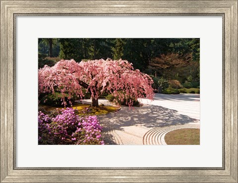 Framed Cherry Tree Blossoms Over A Rock Garden In The Japanese Gardens In Portland&#39;s Washington Park, Oregon Print