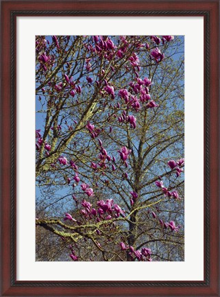 Framed Magnolia Blossoms, Oregon Garden, Silverton, Oregon Print