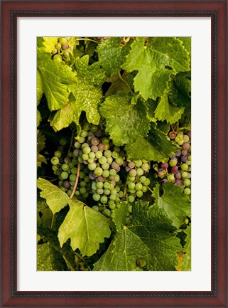 Framed Pinot Grapes In Veraison In Vineyard In The Okanogan Valley, Washington Print