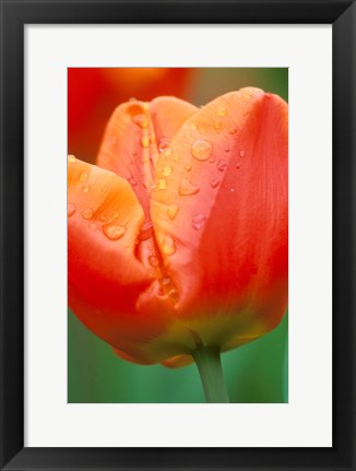 Framed Tulip Detail, Skagit Co, Wa Print