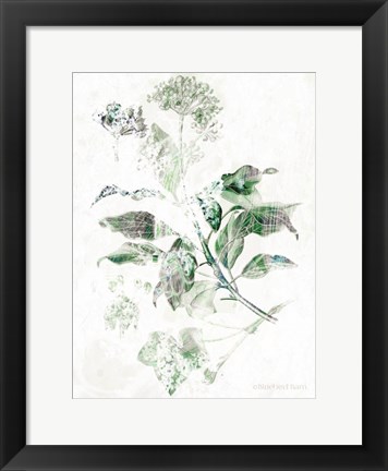 Framed Verbena Botanical Print