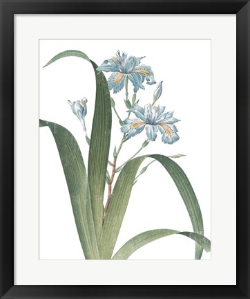 Framed Summer Botanicals III on White Print