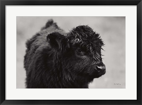 Framed Scottish Highland Cattle XI BW Print