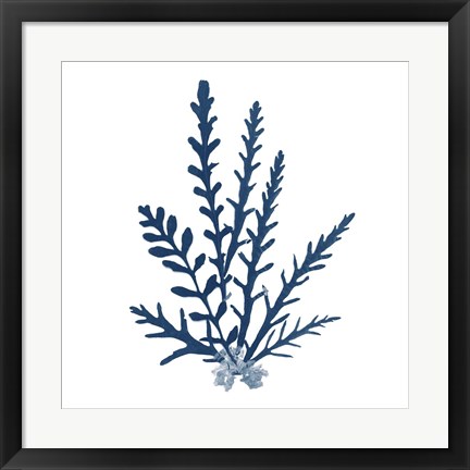 Framed Pacific Sea Mosses Blue on White III Print