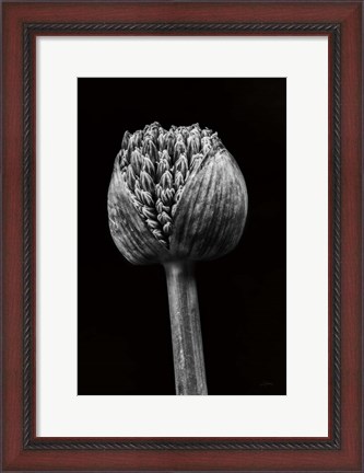 Framed Allium I Print