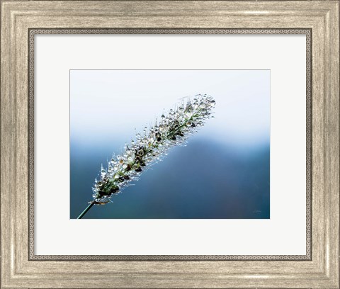 Framed Seeds and Water III Print