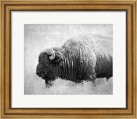 Framed Buffalo II BW Print