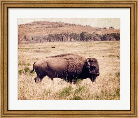 Framed Buffalo I Print