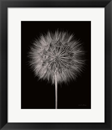 Framed Dandelion Fluff on Black Print