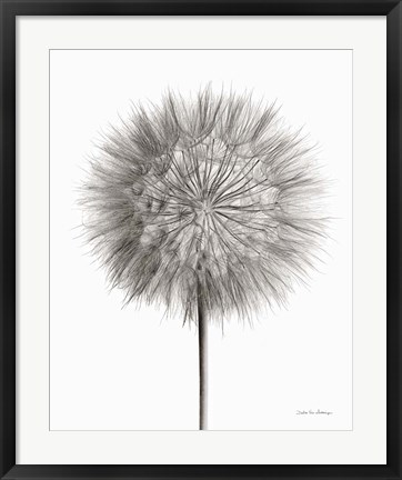 Framed Dandelion Fluff on White Print