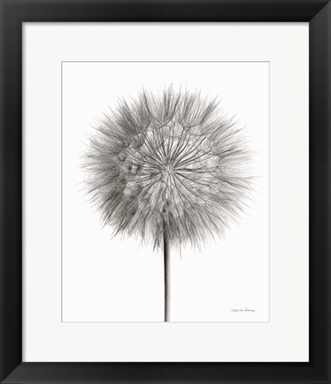 Framed Dandelion Fluff on White Print