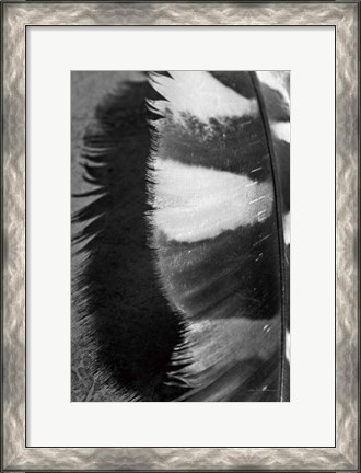 Framed Feather Shadow III Print