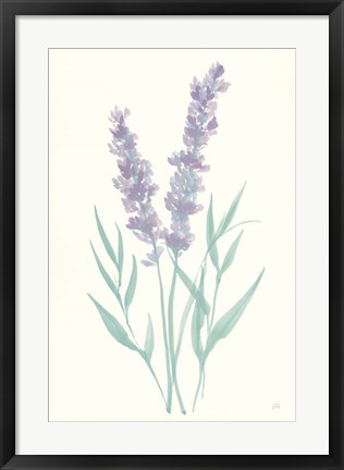 Framed Lavender I Print