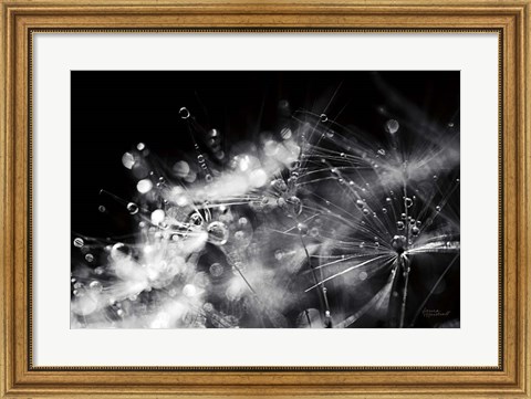 Framed Dandelion Abstract II Print