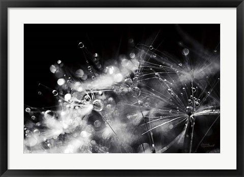 Framed Dandelion Abstract II Print