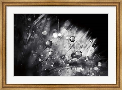 Framed Dandelion Abstract I Print