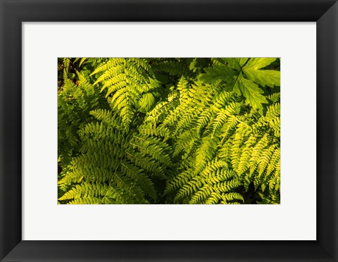 Framed Ferns II Print