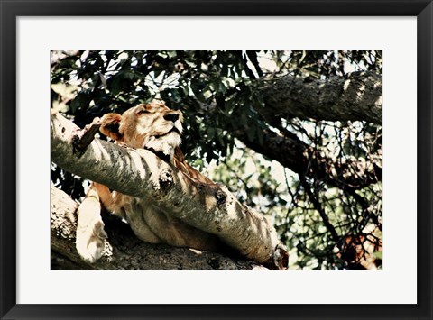 Framed Lion Tree Print