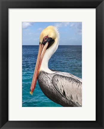 Framed Pelican Print