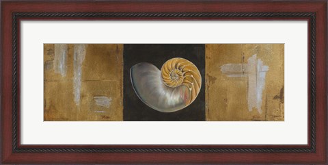 Framed Seashells II Print
