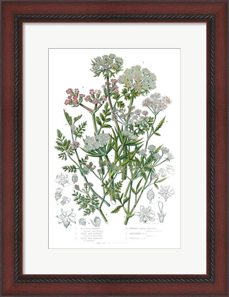 Framed Flowering Plants IV Print