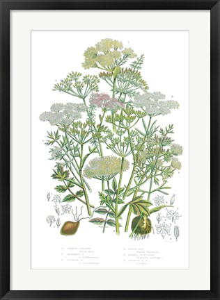 Framed Flowering Plants II Print