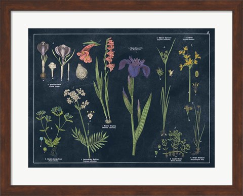 Framed Botanical Floral Chart II Dark Blue Print