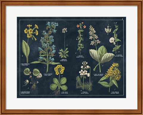 Framed Botanical Floral Chart I Dark Blue Print